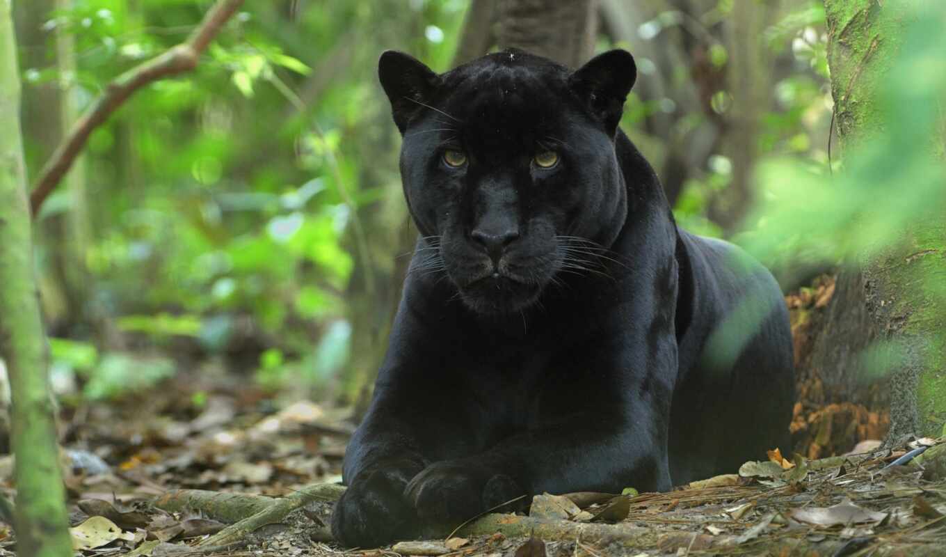 black, jungle, лес, кот, log, хищник, panthera, panther