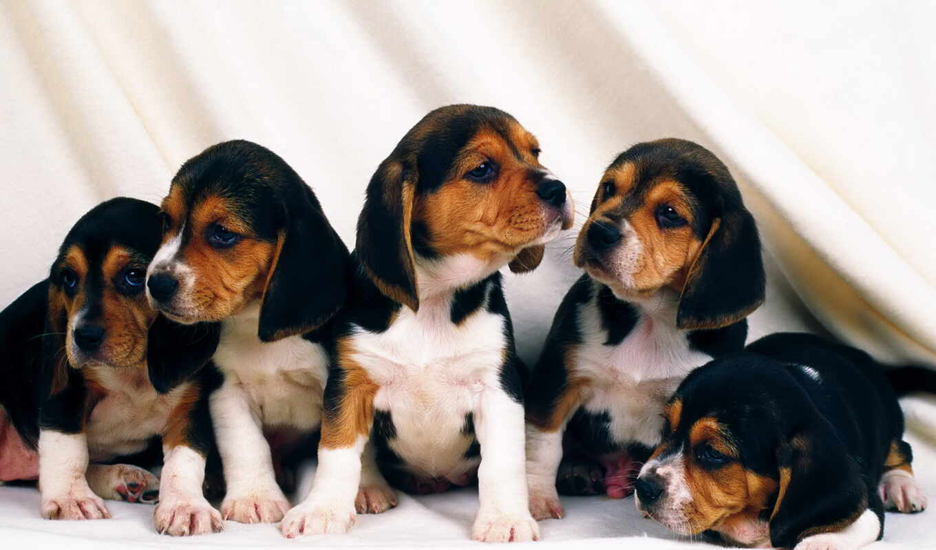 cute, dog, puppy, beagle