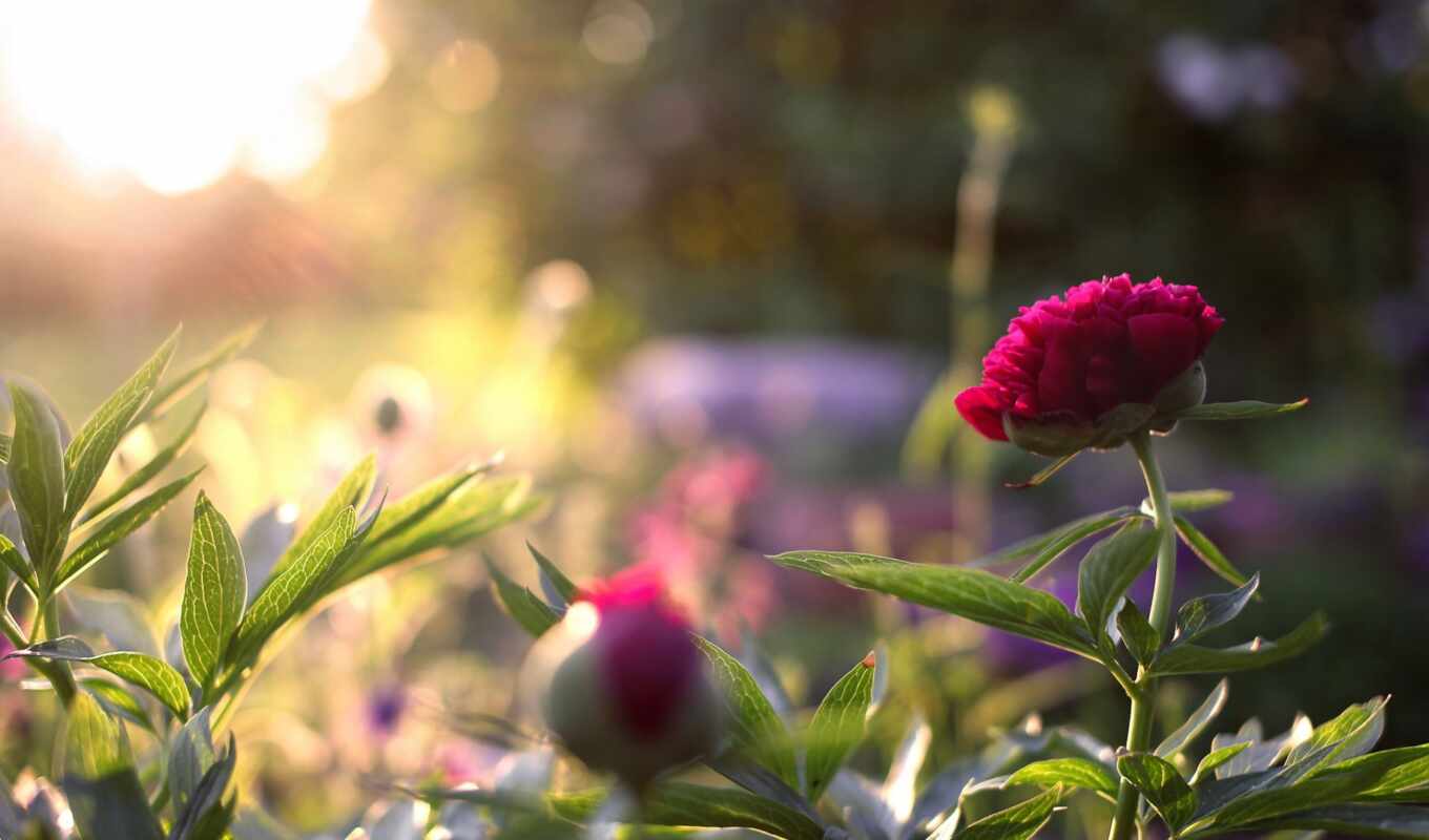 nature, flowers, field, sunlight, pink, depth, petaled