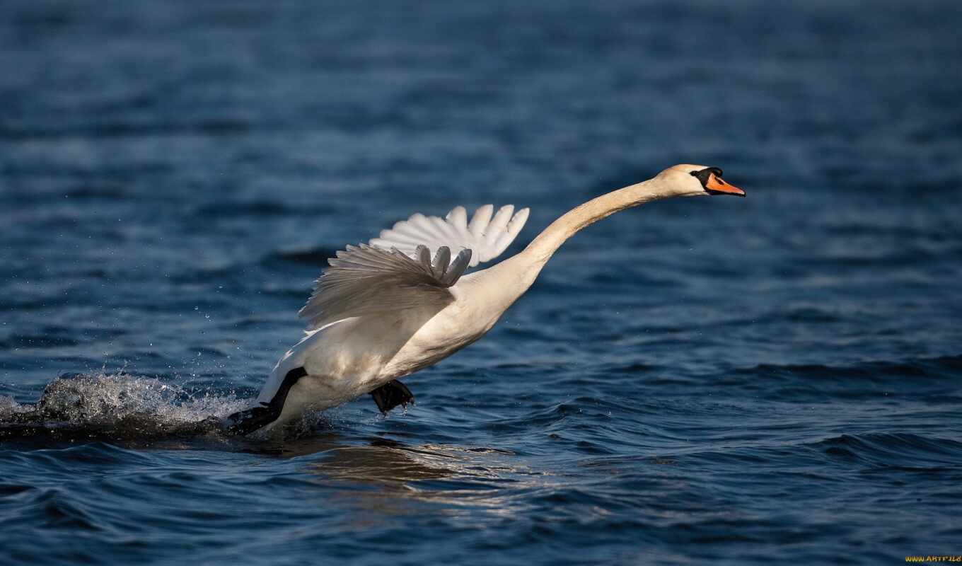 nature, macro, water, animals, stars, bird, star, swan, takeoff, noble