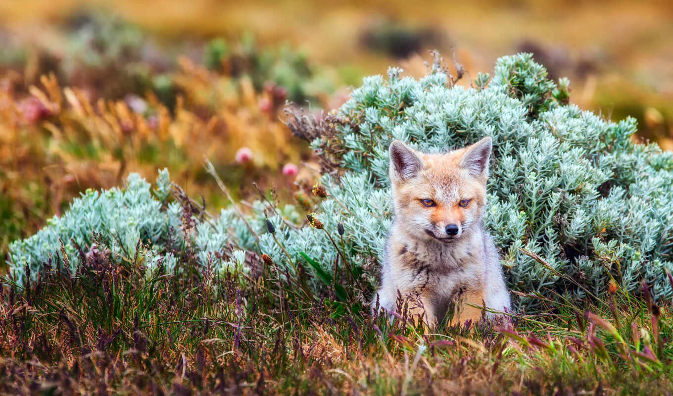 desktop, high, mobile, free, widescreen, red, quality, fox
