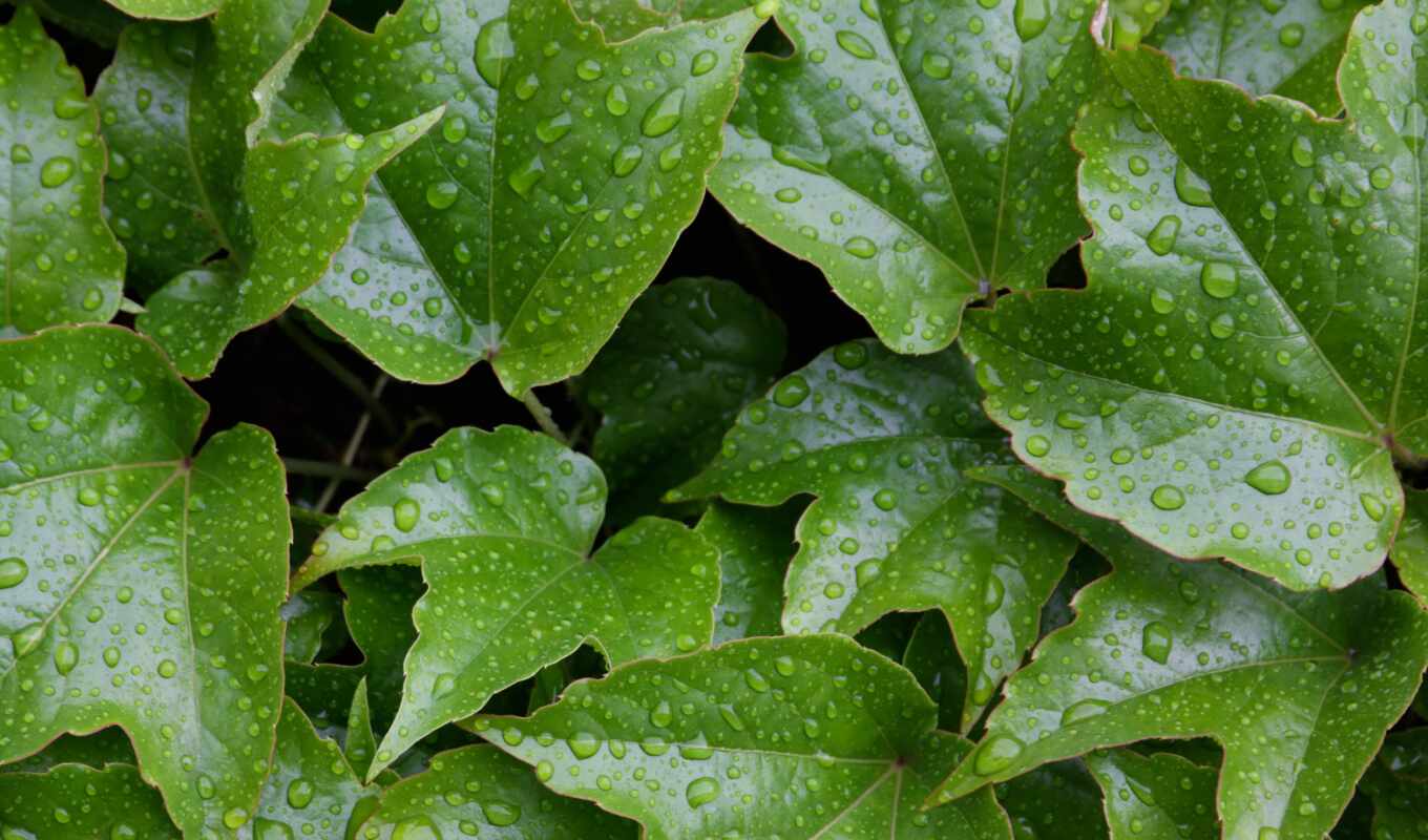 nature, free, texture, green, leaves, water, autumn, ivy, plant, wet, leaf