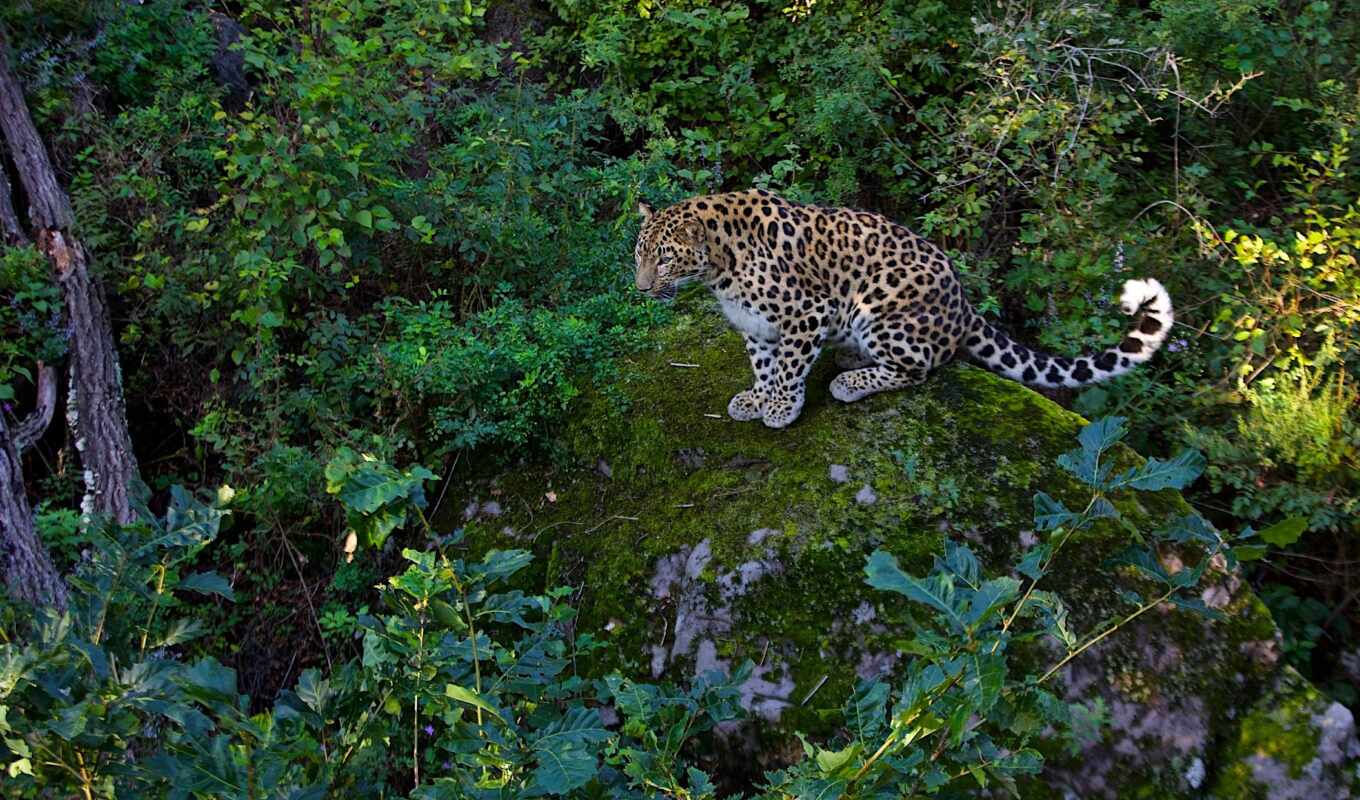 leopard, predator, vzglyad, kot, kitty, greenery, cat, predator, baby