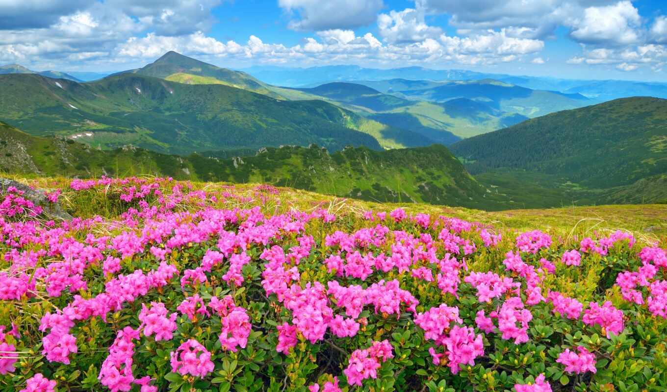 цветы, гора, ответить, твой, облако, сканворд, брошь, stokovyi, krossvordist
