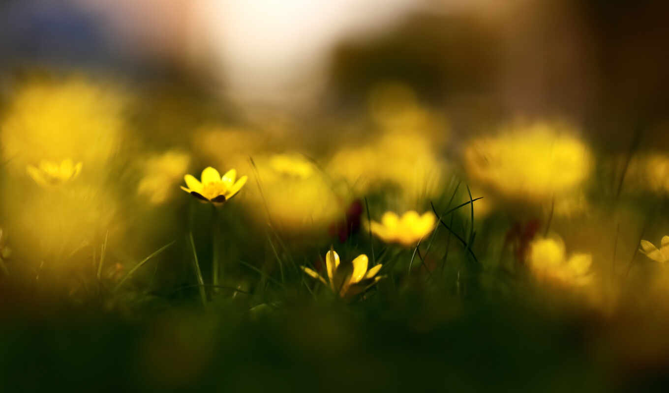 nature, flowers, grass, spring, dew, while, blurring