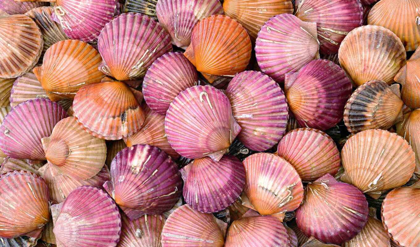 фото, shell, seashell, scallop, audley
