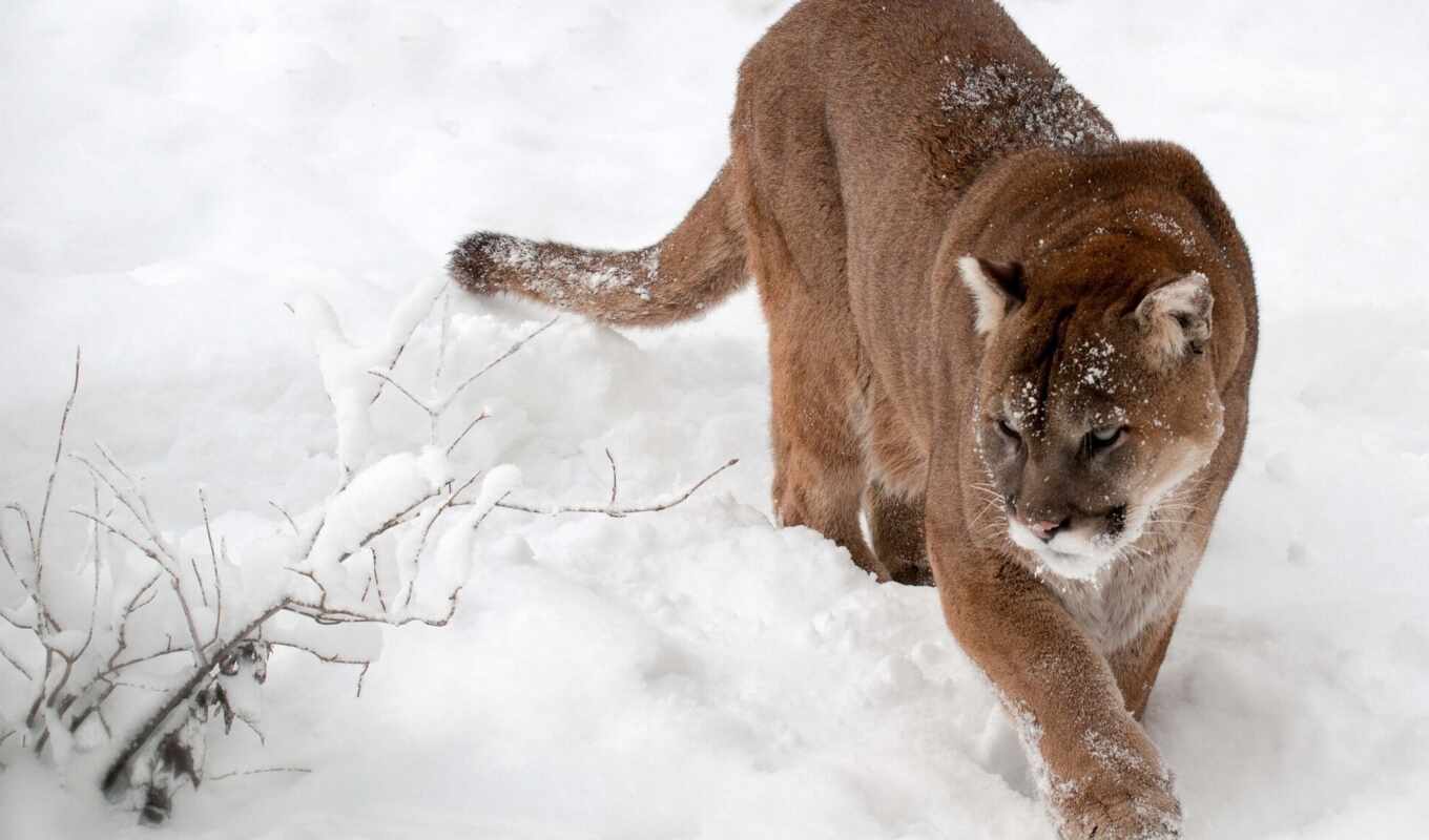 взгляд, снег, животные, большие, кошки, animals, морда, cougar, пумы, кугуар