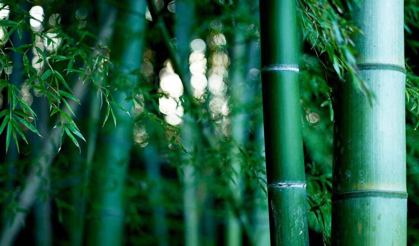 природа, бамбук, роща, бамбуковая, растения