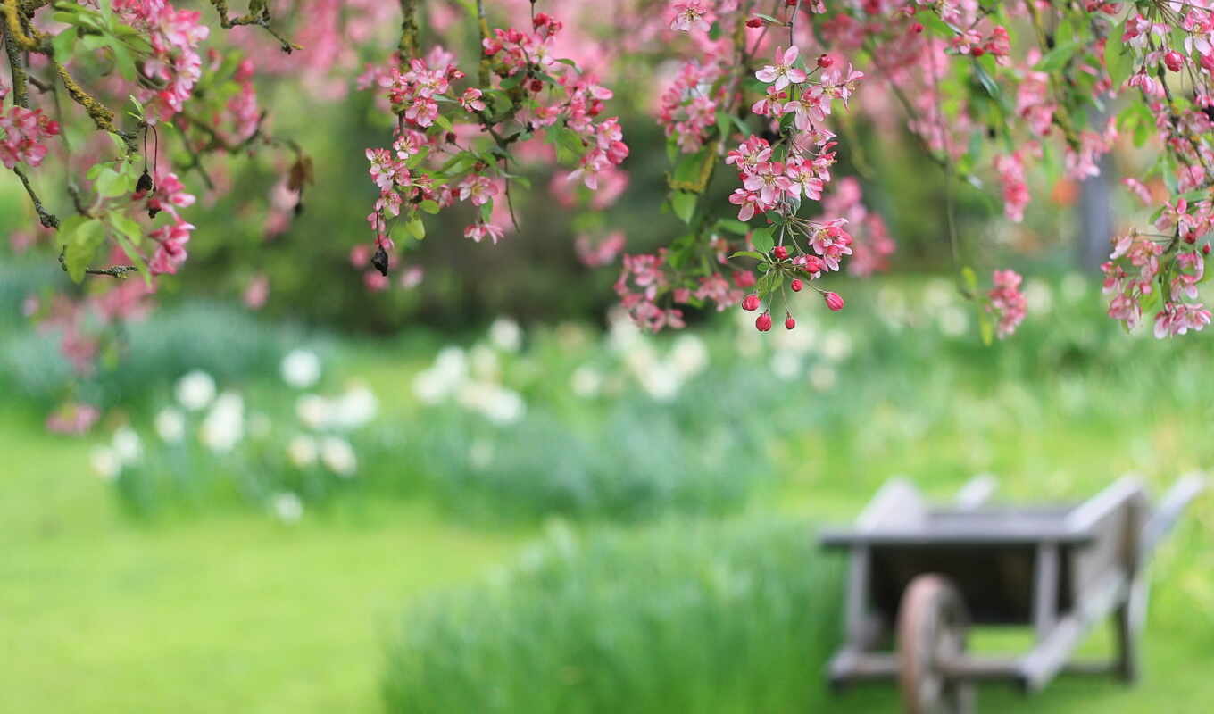 nature, large format, cherry, pink, branch, the cart, cvety, petals, blur