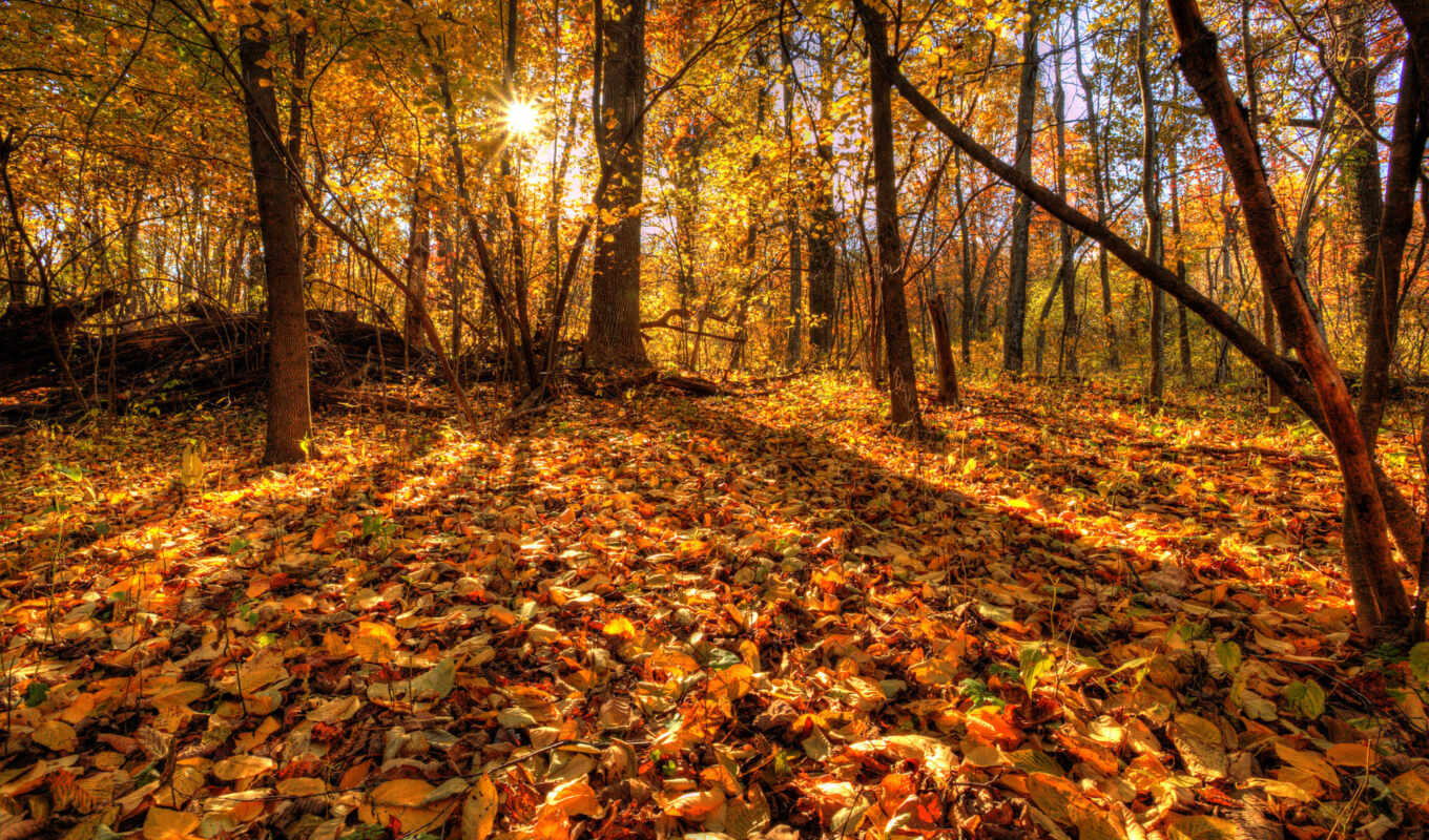 лес, осень, листва, trees