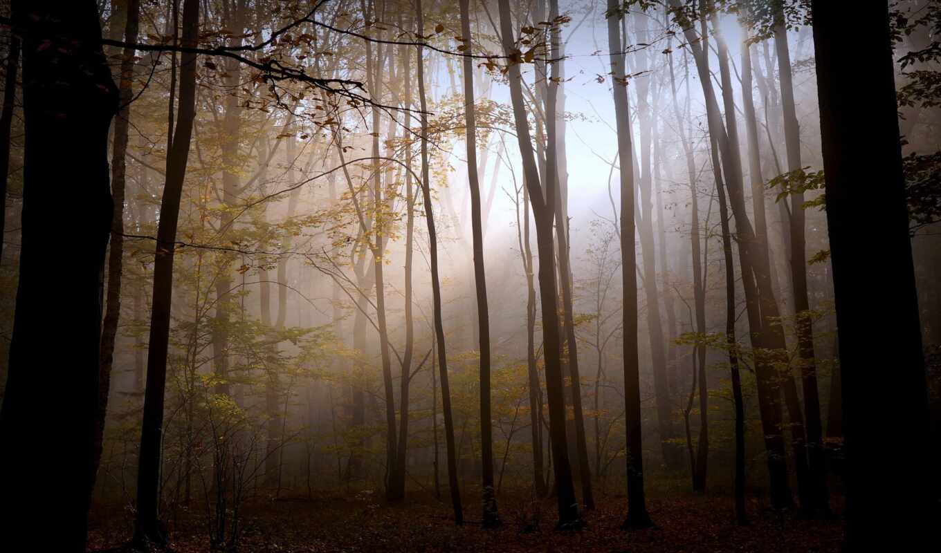 природа, свет, лес, осень, darkness
