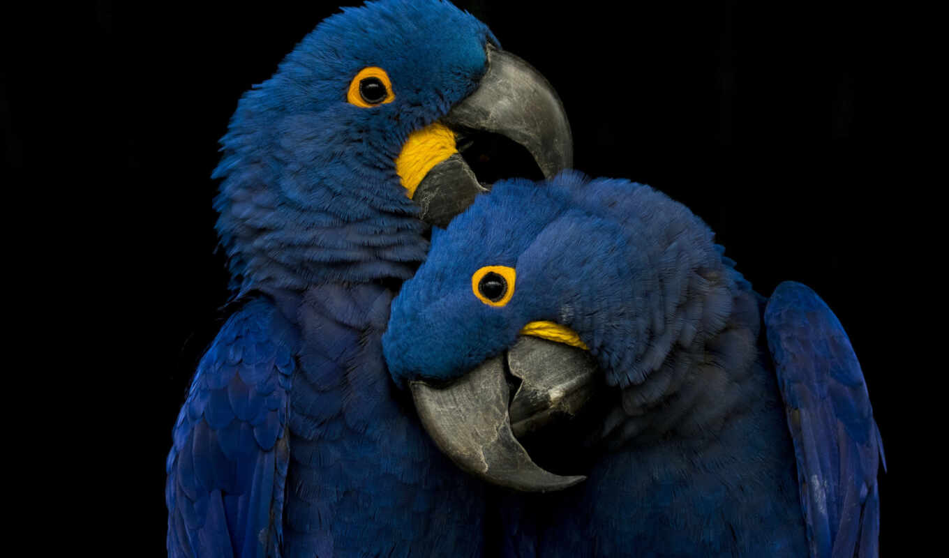 фото, blue, пара, птица, попугай, pantalla, premium, azul, macaw, getty, loro