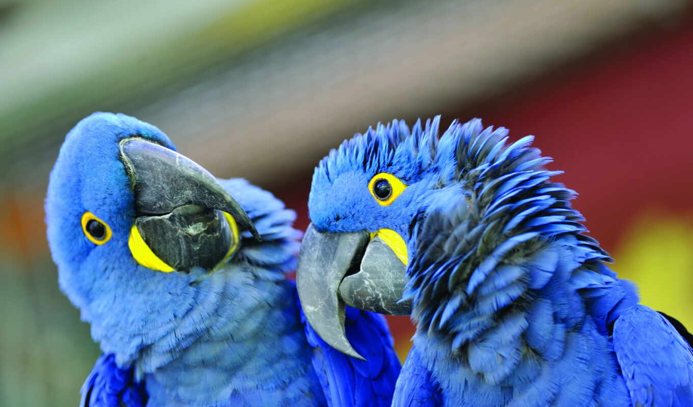 blue, google, scared, macaw, hyacinth, bird, animal, amaze