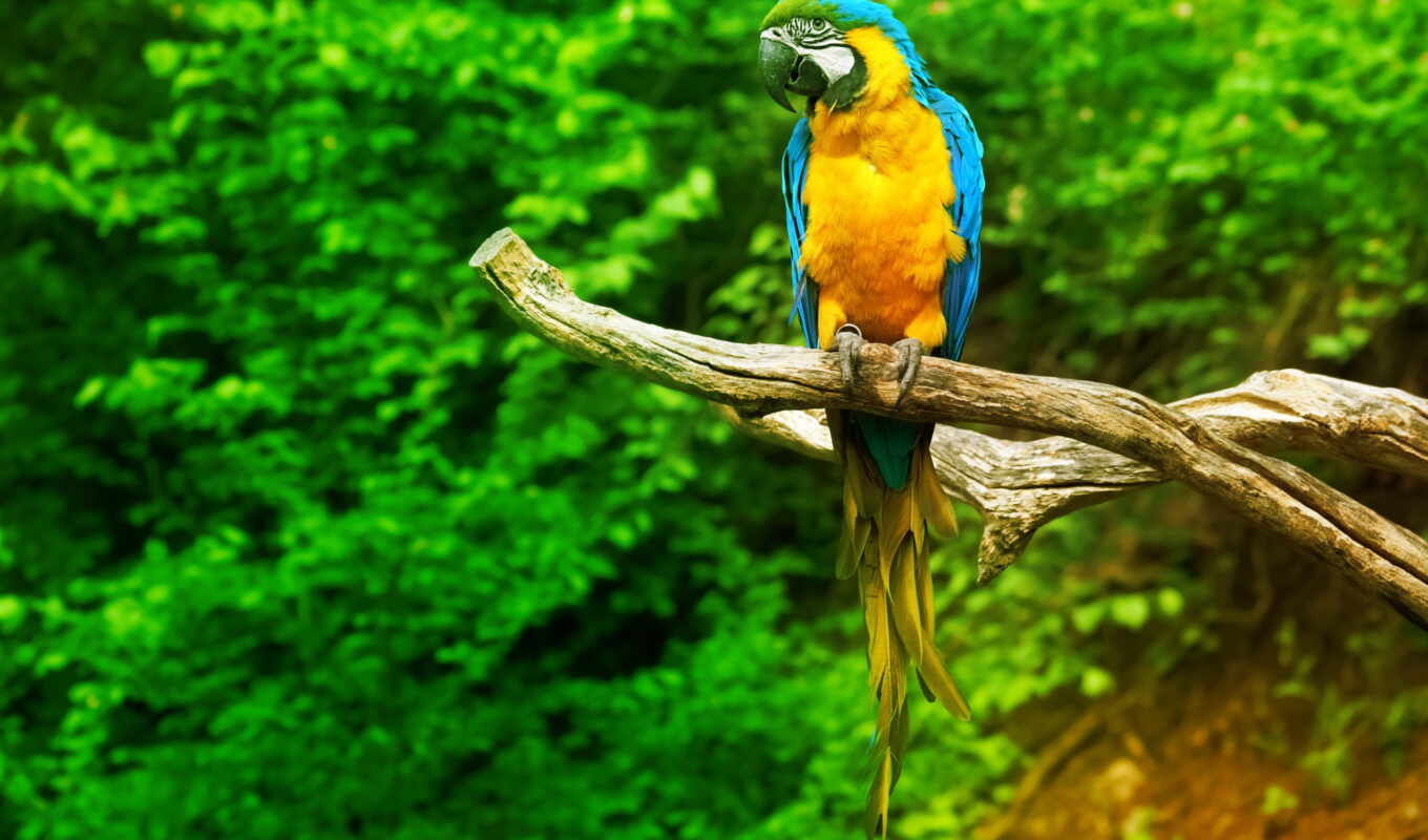 картинка, птица, попугай, branch, tropical, premium, macaw, alive, scare, origa