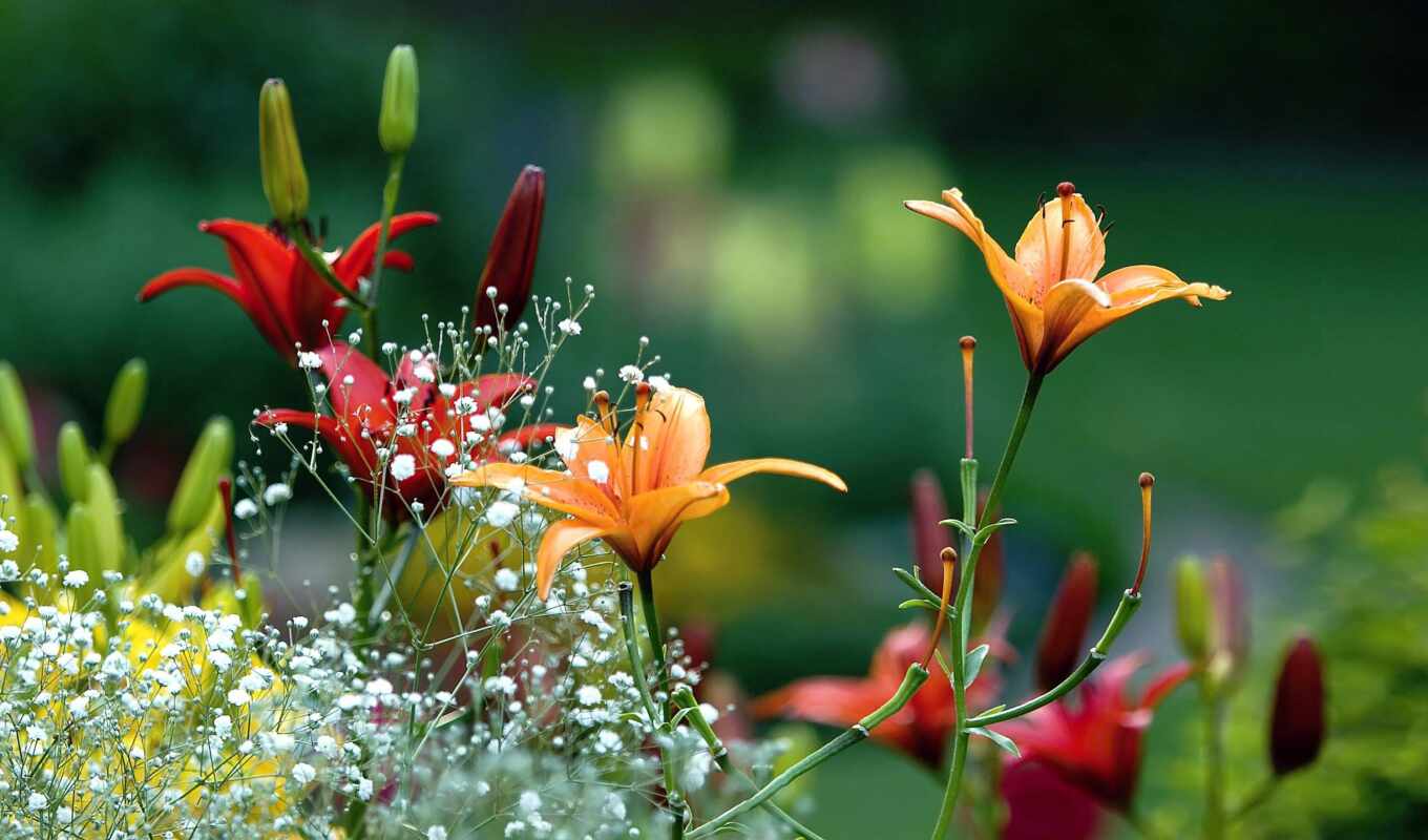 flowers, pic, lily, gardening