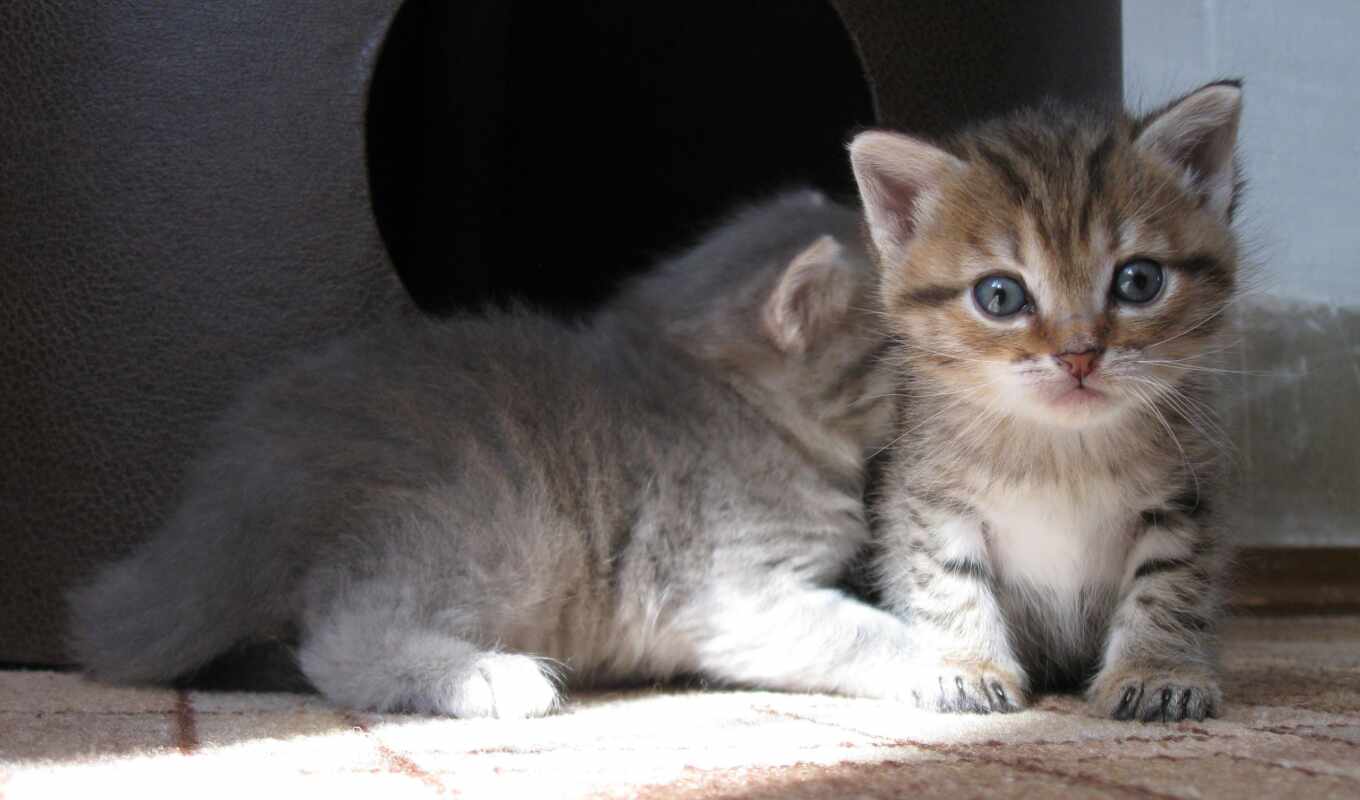 view, gray, cat, kitty, pair, babies