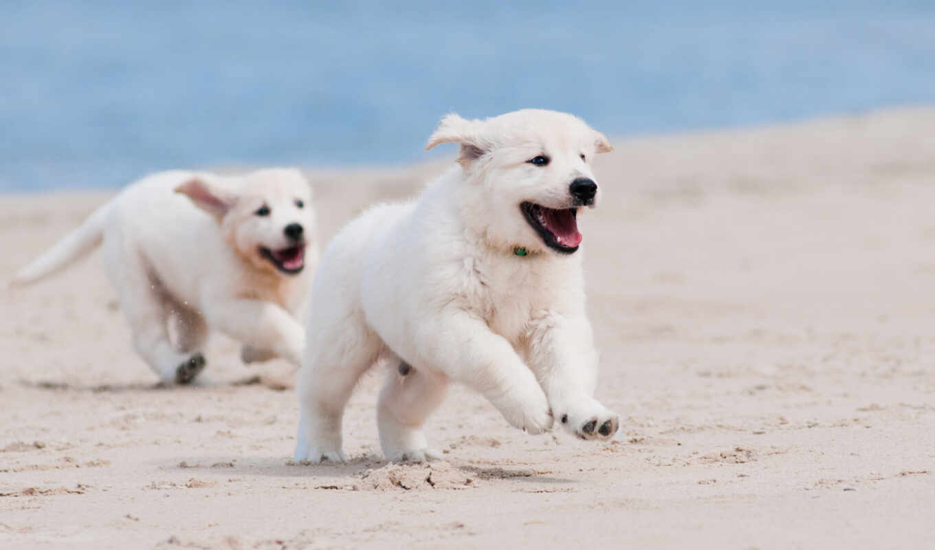 white, картинка, пляж, песок, собаки, овчарка, щенки, белых, немецкая, два, щенка