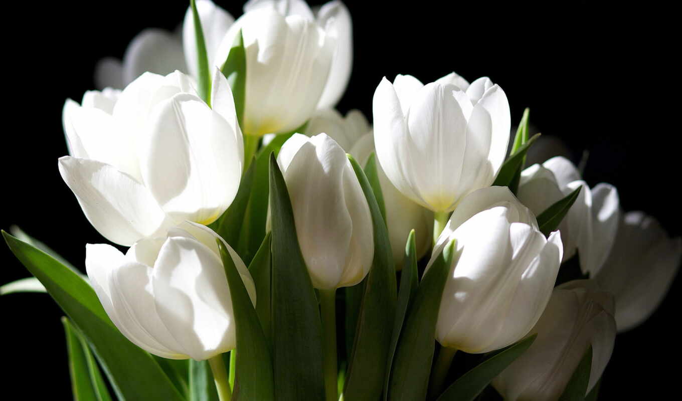 цветы, white, тюльпан, funart