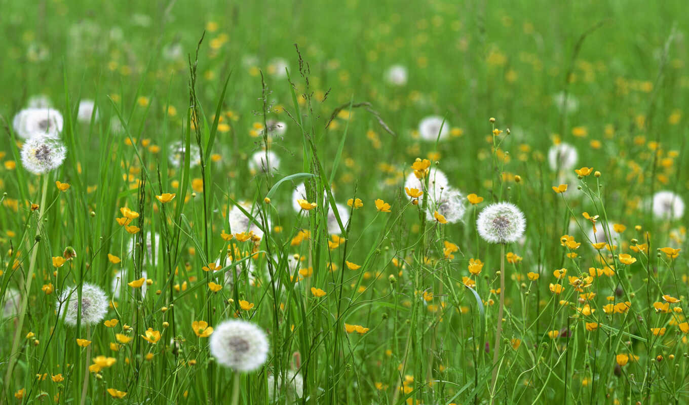 flowers, field, funart
