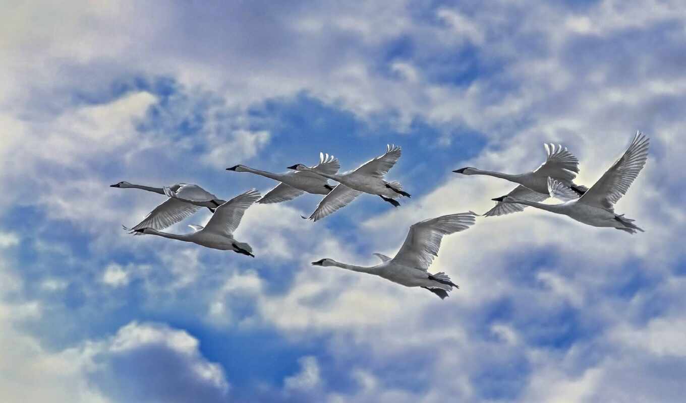 небо, white, pic, птица, лебедь