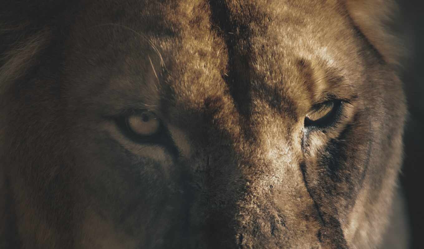 lion, image, or, picture, free, kostenloser, freepikseite