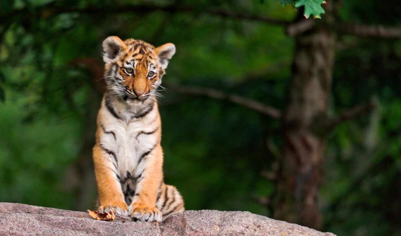 tiger, the cub