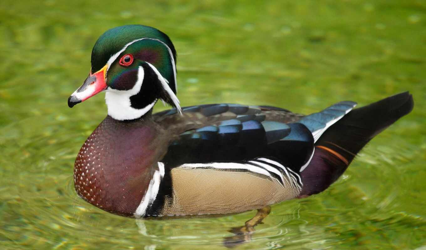 zoo, duck, bird, beautiful, wood, Novosibirsk, waste, canard, Karolinka