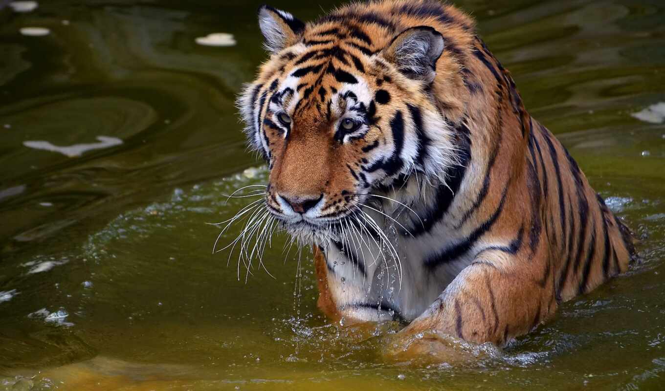 взгляд, вода, photo, хищник, морда, тигр, усы, panthera, tigris