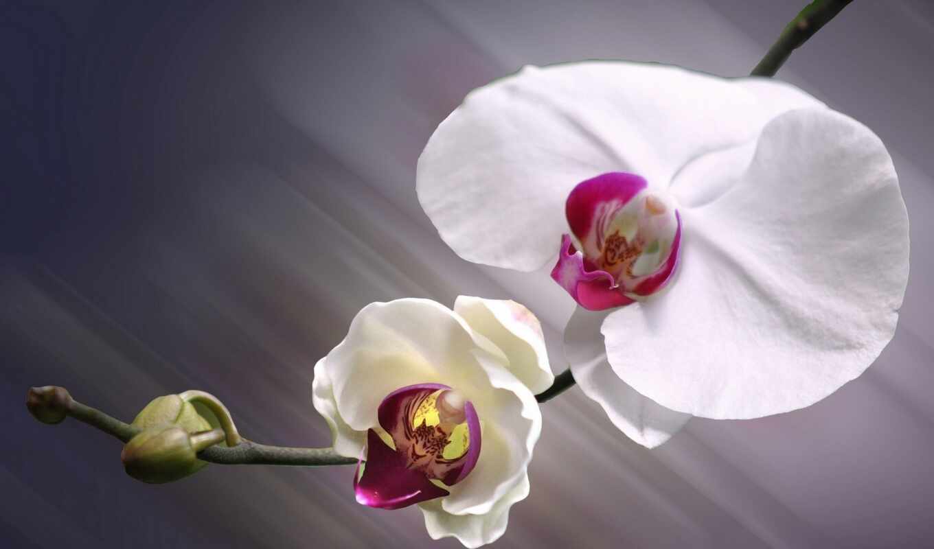 macro, pink, orchid, orchids, cvety, orchidee, exotica, orchid, postcards, imgator, cadeaux