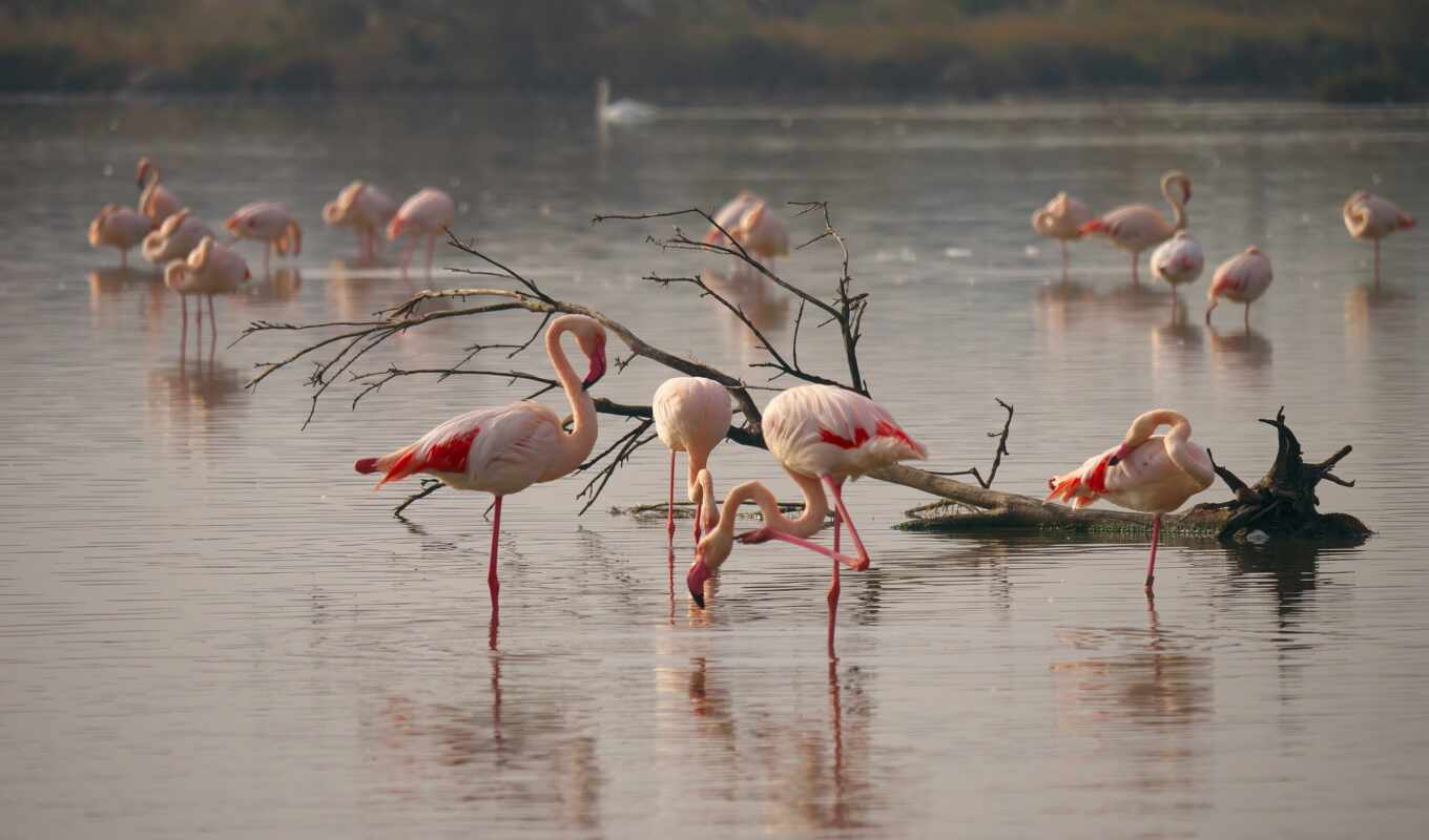 flamingo, from, the, delta, ex, area, s r, sacalin, melea, zece