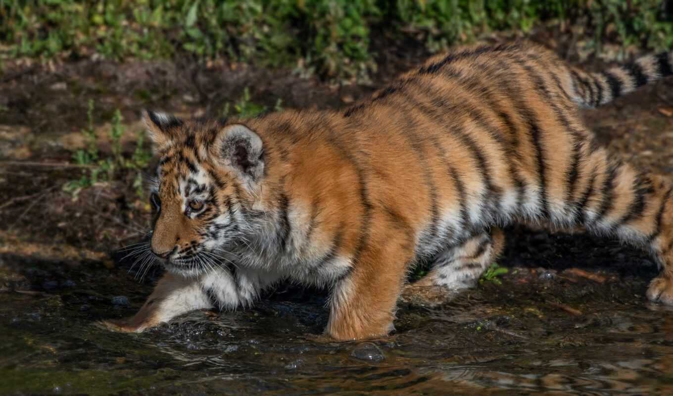 water, кот, тигр, котенок, детёныш, tigris, siberian