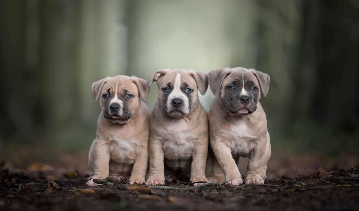 cute, dog, american, screen, small, perro, bull terrier, trio, trinity, pit bull