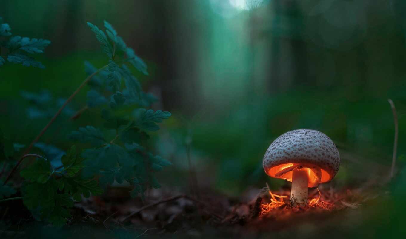лес, mushroom, makryi
