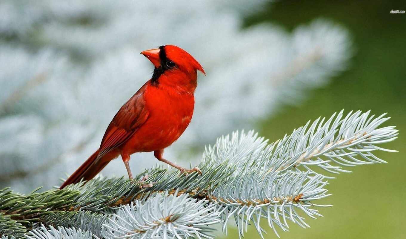 птица, кардинал, oir