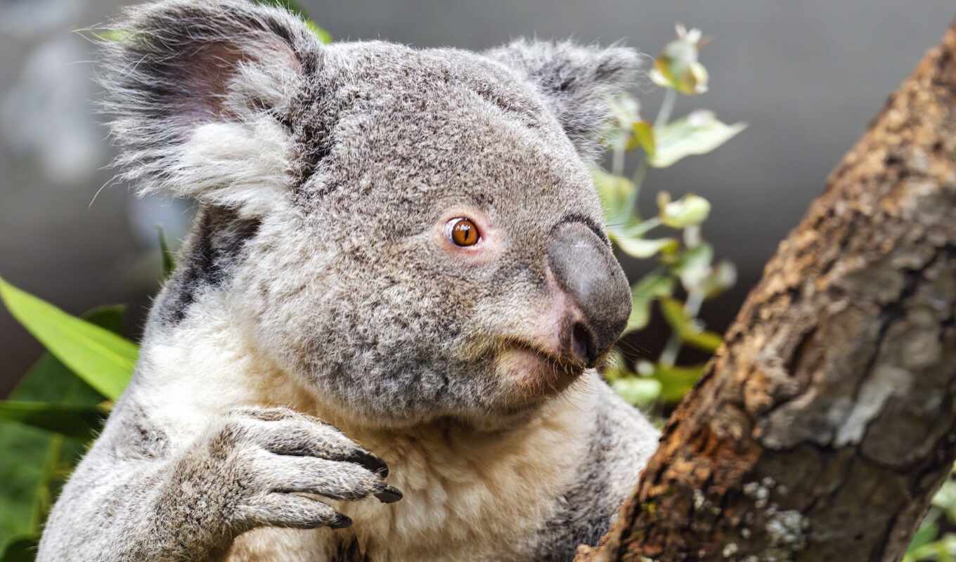 фото, animal, коала, эвкалипт