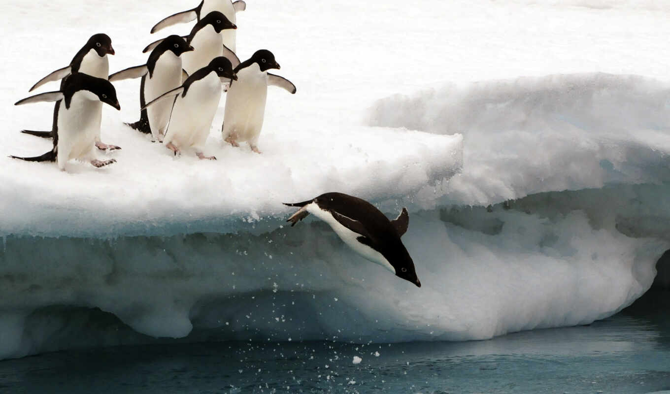 природа, лед, птица, national, айсберг, пингвин, geographic, adelie, leadership