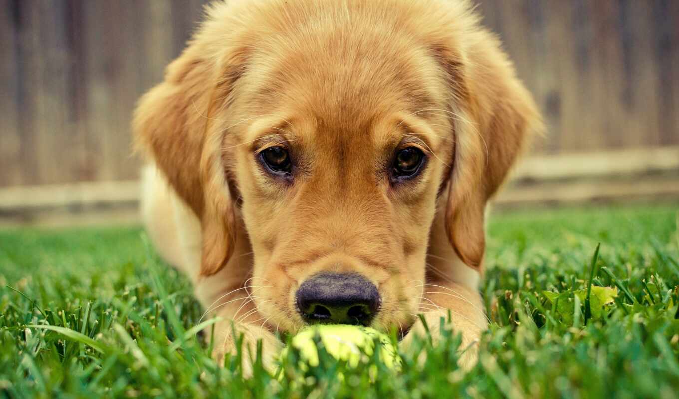 собака, золотистый, щенок, animal, retriever