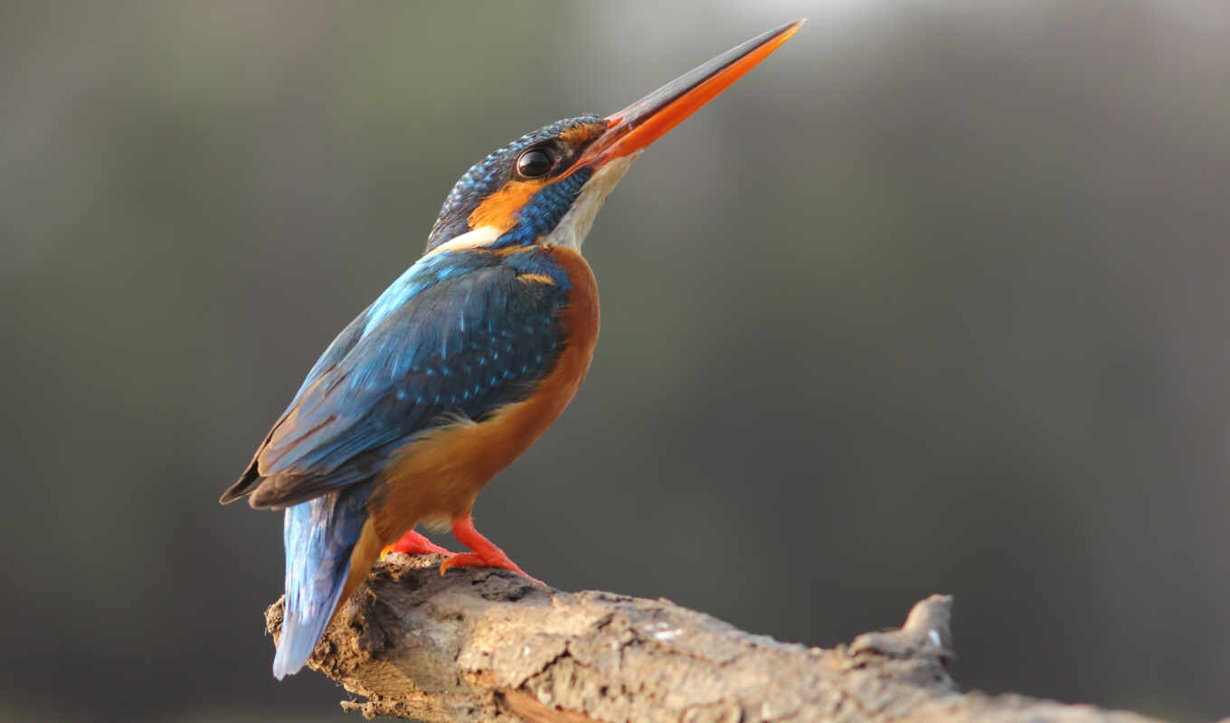 page, post, lovely, kingfisher, end, tagged, zhivotnye