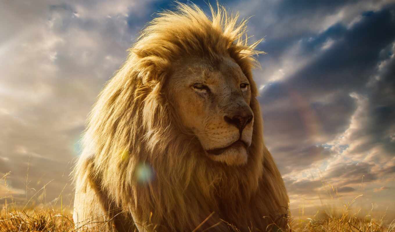 full, lion, хищник, king, зверей