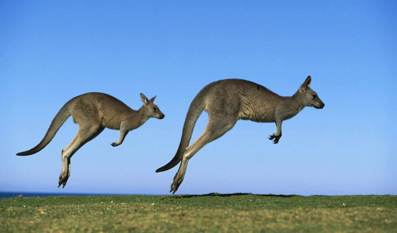 австралия, австралии, животных, zhivotnye, kangaroo, утроба