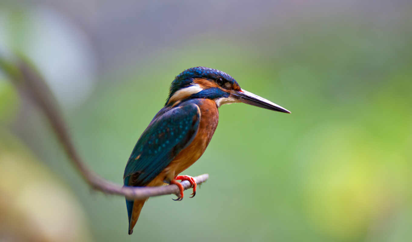 bird, branch, яndex, kingfisher, ordinary, collections, alcedo, that's it