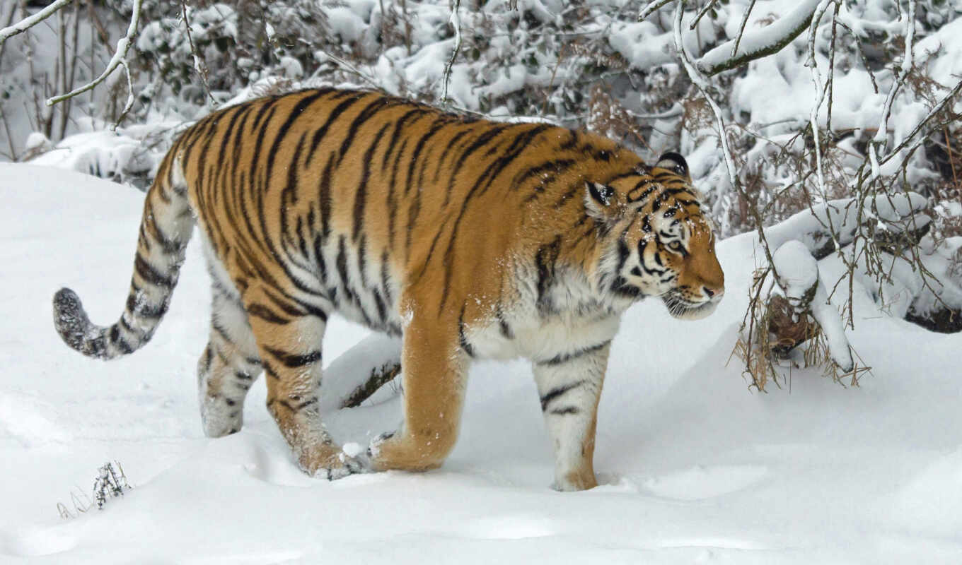 snow, winter, cat, tiger, wild, muzzle, animal, tigris