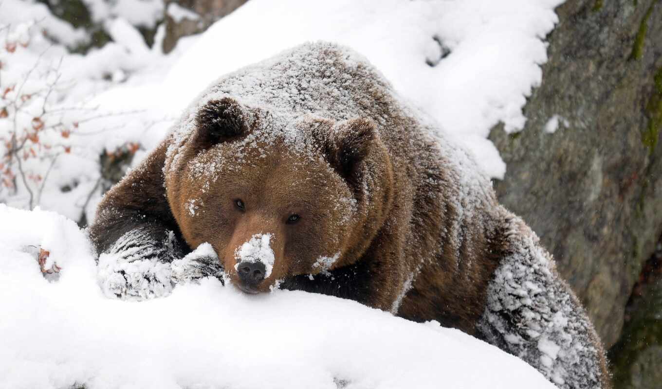 winter, forest, bear
