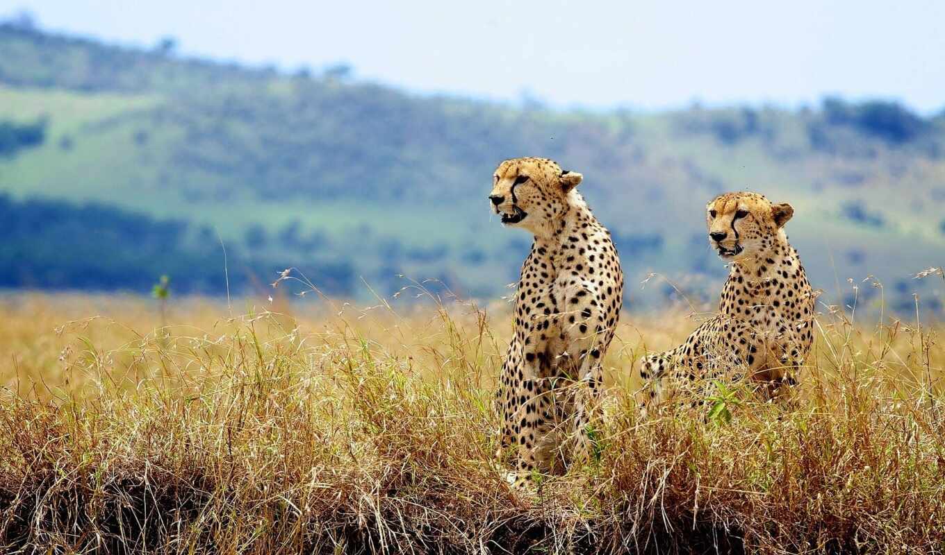 leopard, cheetah, because