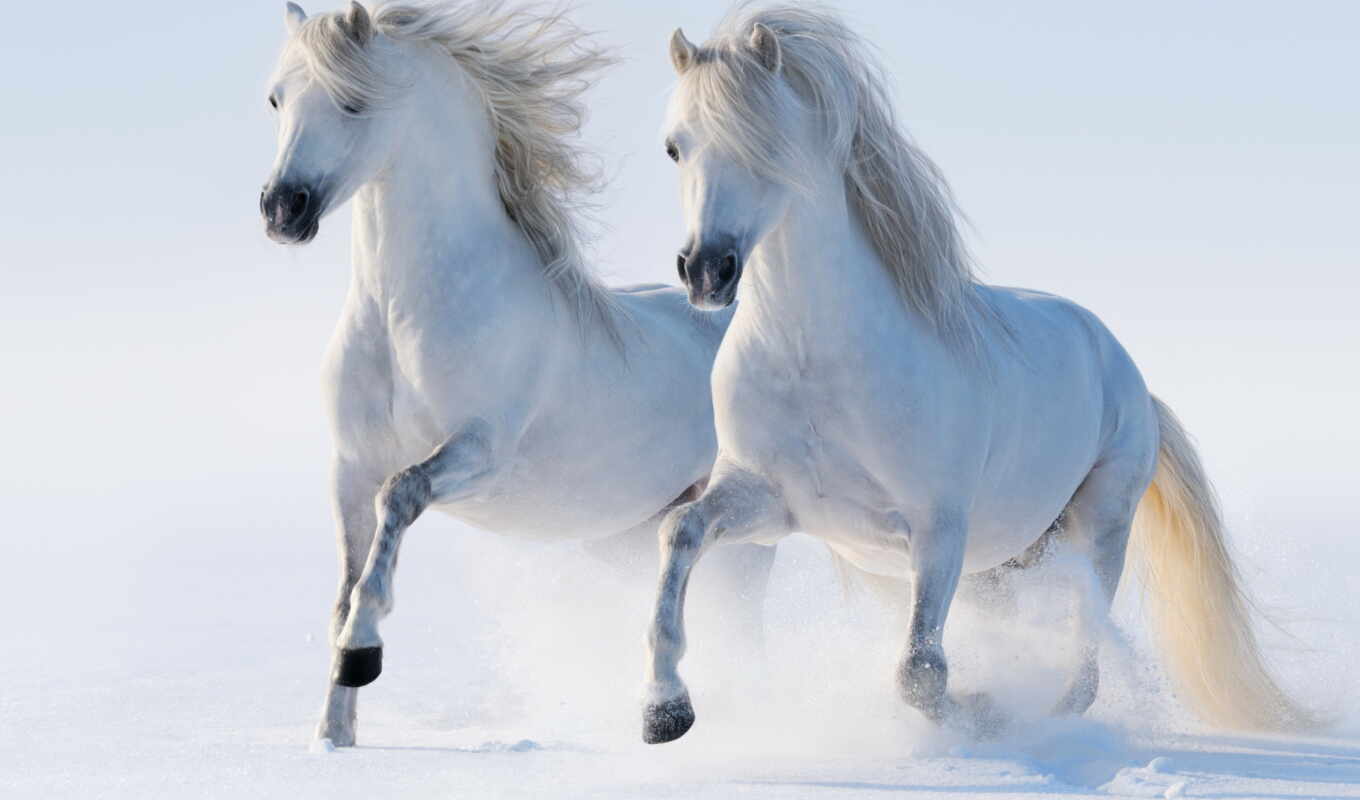 sur, dan, blanc, deu, neige, cheval, blancs, chevau