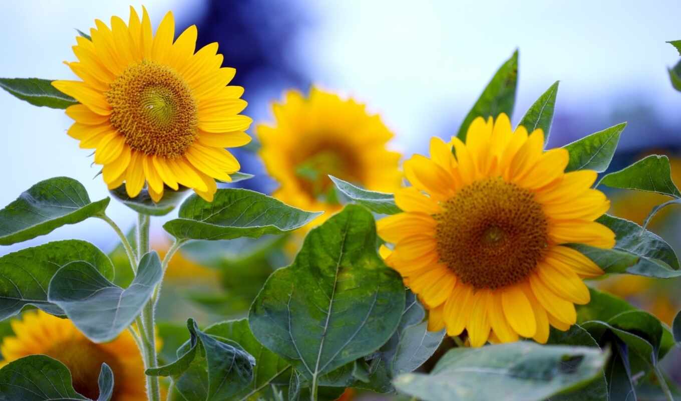 nature, flowers, summer, sunflower, yellow