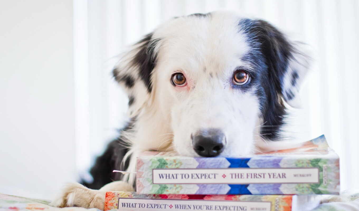 книга, собака, собаки, книги, книгами