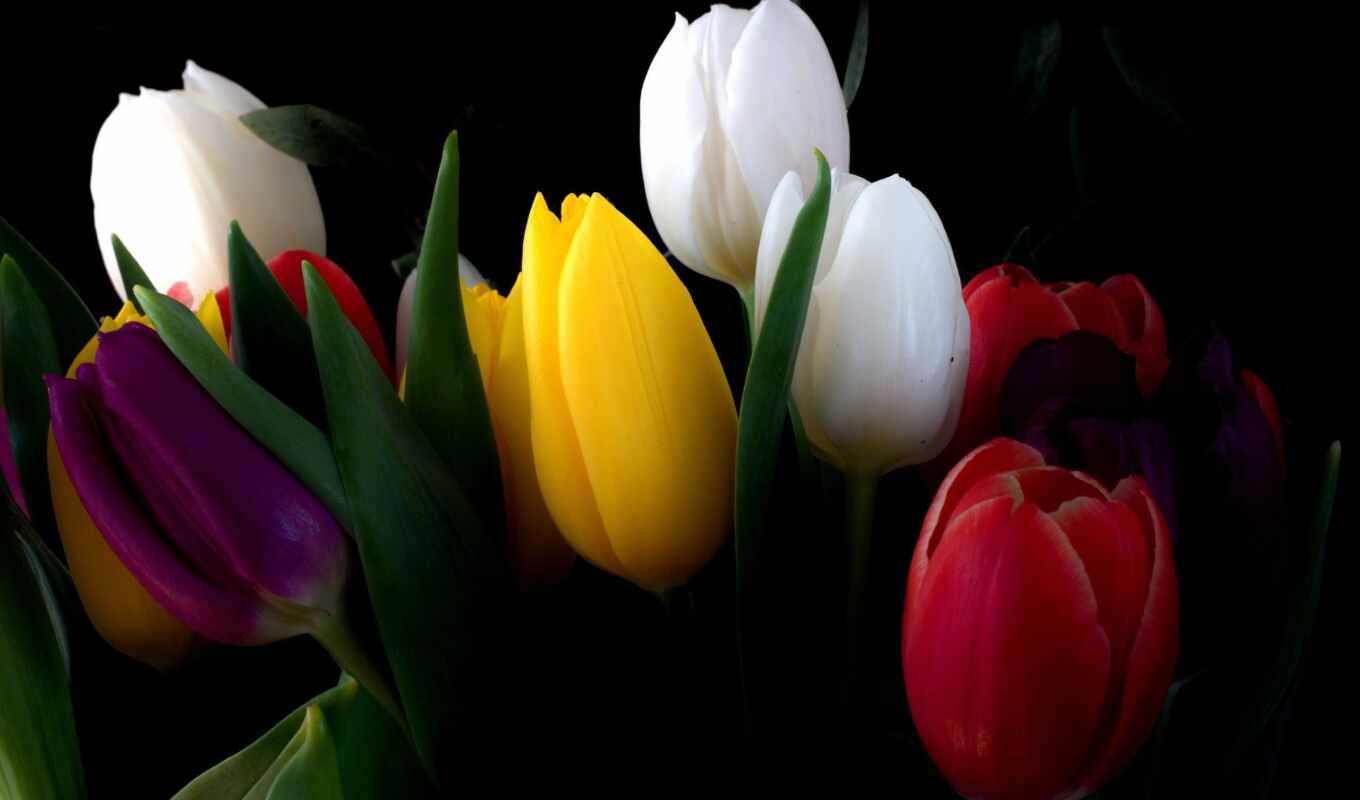 flowers, large format, tulips, bouquet