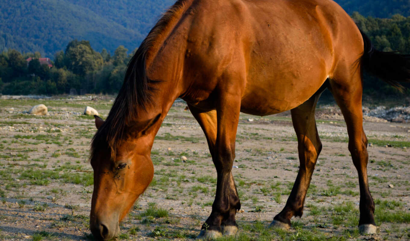 background, red, horse, eating