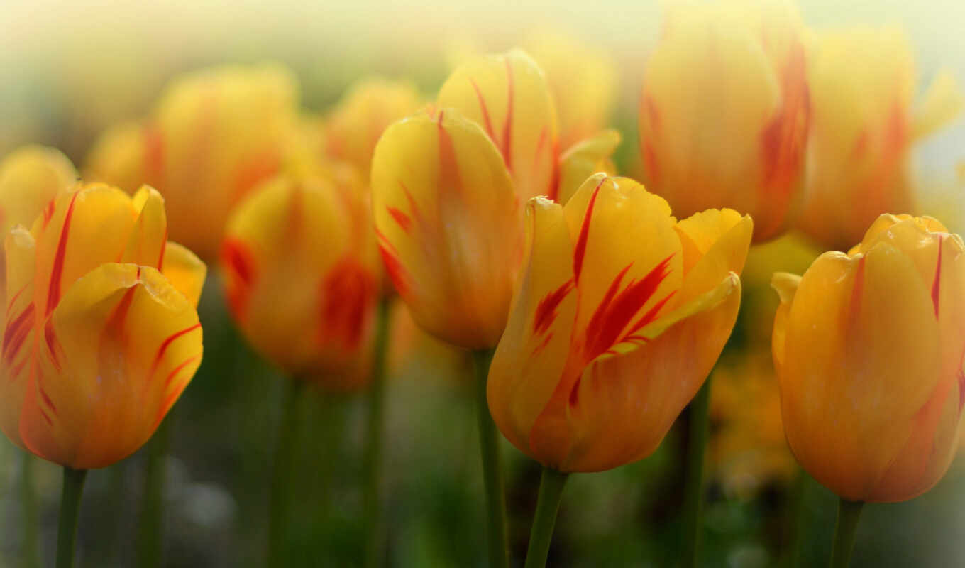 nature, enjoy, red, to be, flower, yellow, bud, polish, tulip, makryi